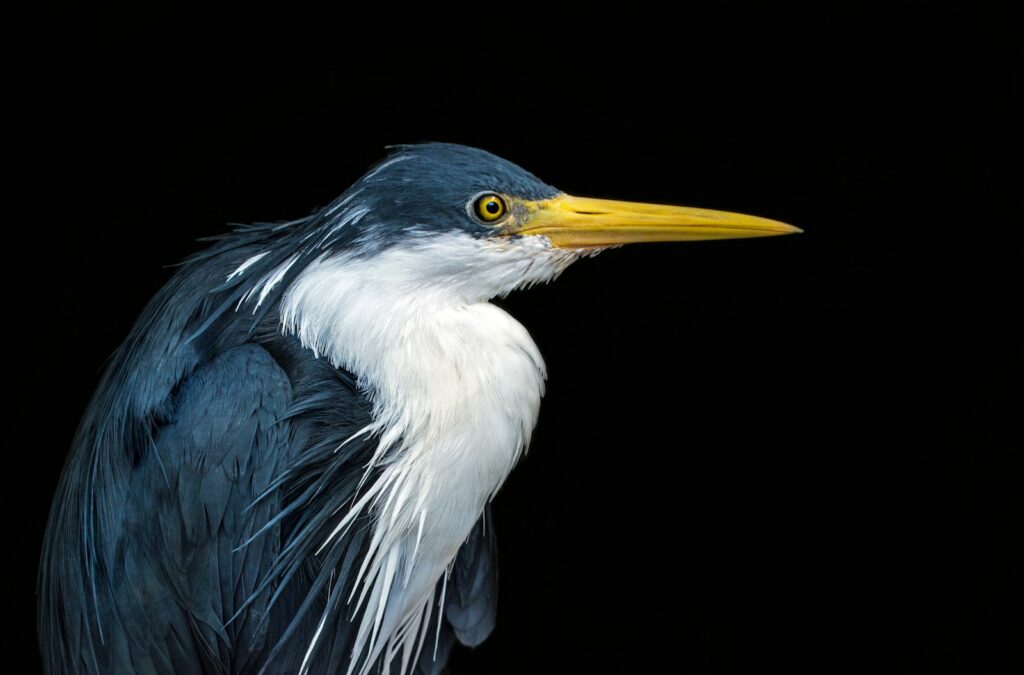 Heron, one of the birds that live on golf courses with environmental certification