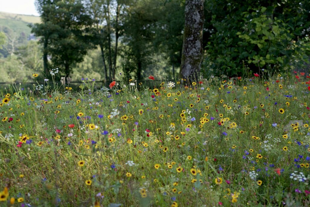 Golf course rewilding: wildflower meadow full of biodiversity